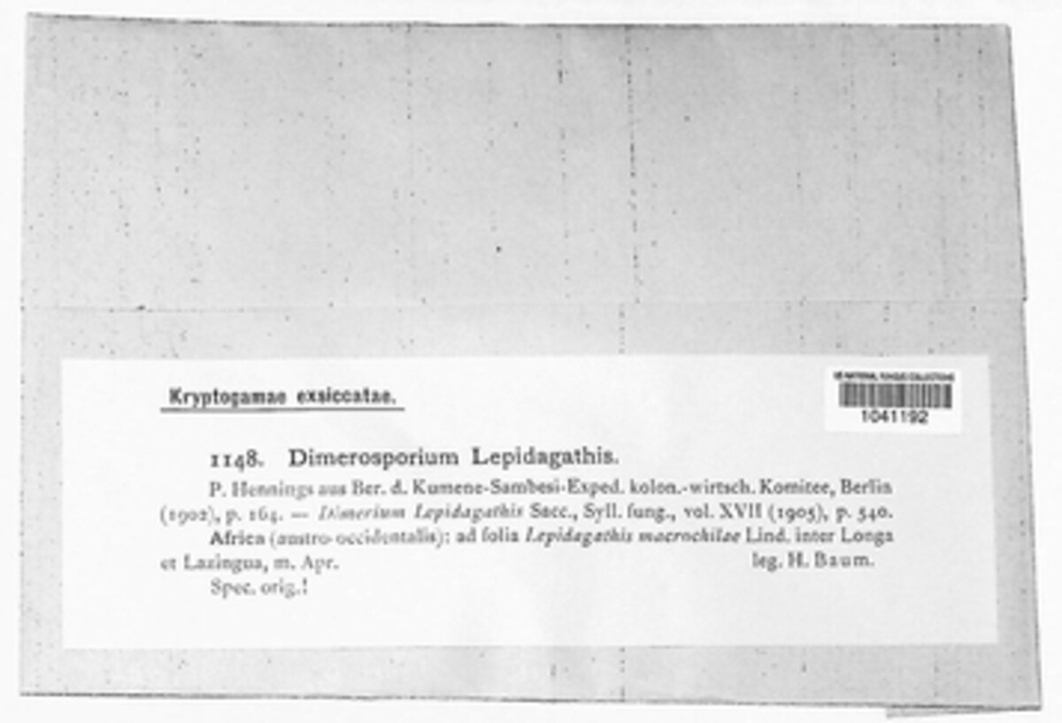 Dimerium lepidagathis image